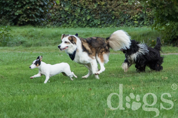 Freilauf_Reportageshooting_DOGS Waldkirch_Breitenkamp_240917-071_klein