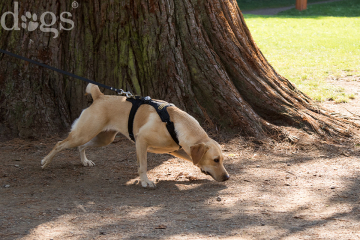 Reportageshooting_DOGS Waldkirch_Breitenkamp_240917-1661_klein